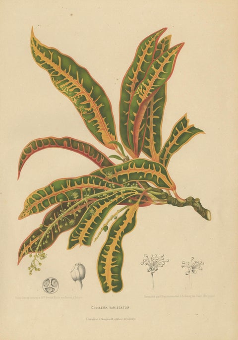Original Garden Croton (Joseph's Coat) Botanical Chromolithograph, c. 1880, close-up 5