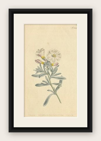Antique Botanical Engraving of Silverbush, Rare 1799 Floral Print by Curtis, shown framed