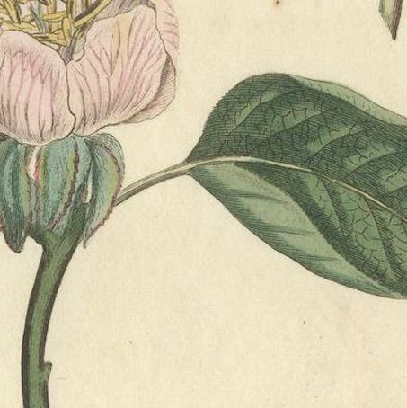 Antique Botanical Engraving of Apple Blossom and Mallow, 1803 Floral Print, close-up 4