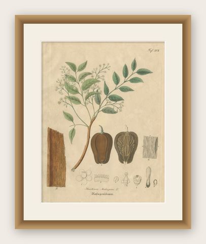 Antique Mahogany Botanical Print, Swietenia Mahagoni, c.1831, shown framed
