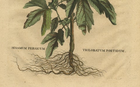 Botanical Illustration of Sesame Plant (Sesamum indicum), Munting’s 1696 Herbal, close-up 2