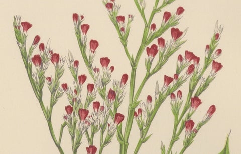 Alpine Botanical Lithograph of Dwarf Hoary Sea-lavender, 1874, close-up 3
