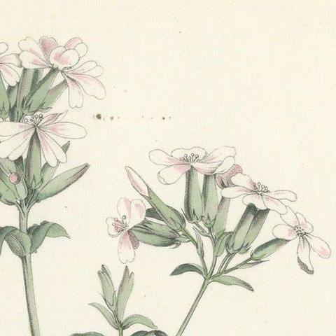 Hand-Colored Botanical Lithograph of Soapwort & Yellow Asphodel, 1854, close-up 4
