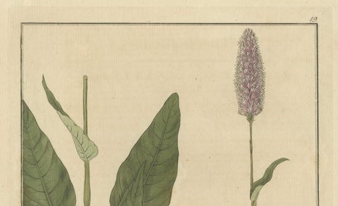 Detailed Engraved Botanical Study of Persicaria Bistorta or Common Bistort, 1822, close-up 3