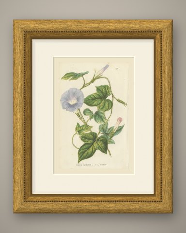 Japanese Morning Glory Azurea, Pharbitis Polymorpha Plate IV, 1858, shown framed