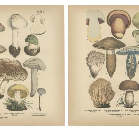 Parasol & Boletes Mushrooms, Antique Botanical Lithograph Set, 1885, close-up 1
