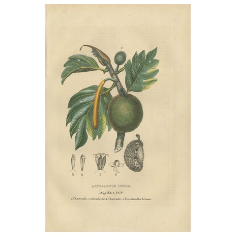 Artocarpus incisa (Breadfruit Tree), Hand-Colored Botanical Engraving, ca. 1825