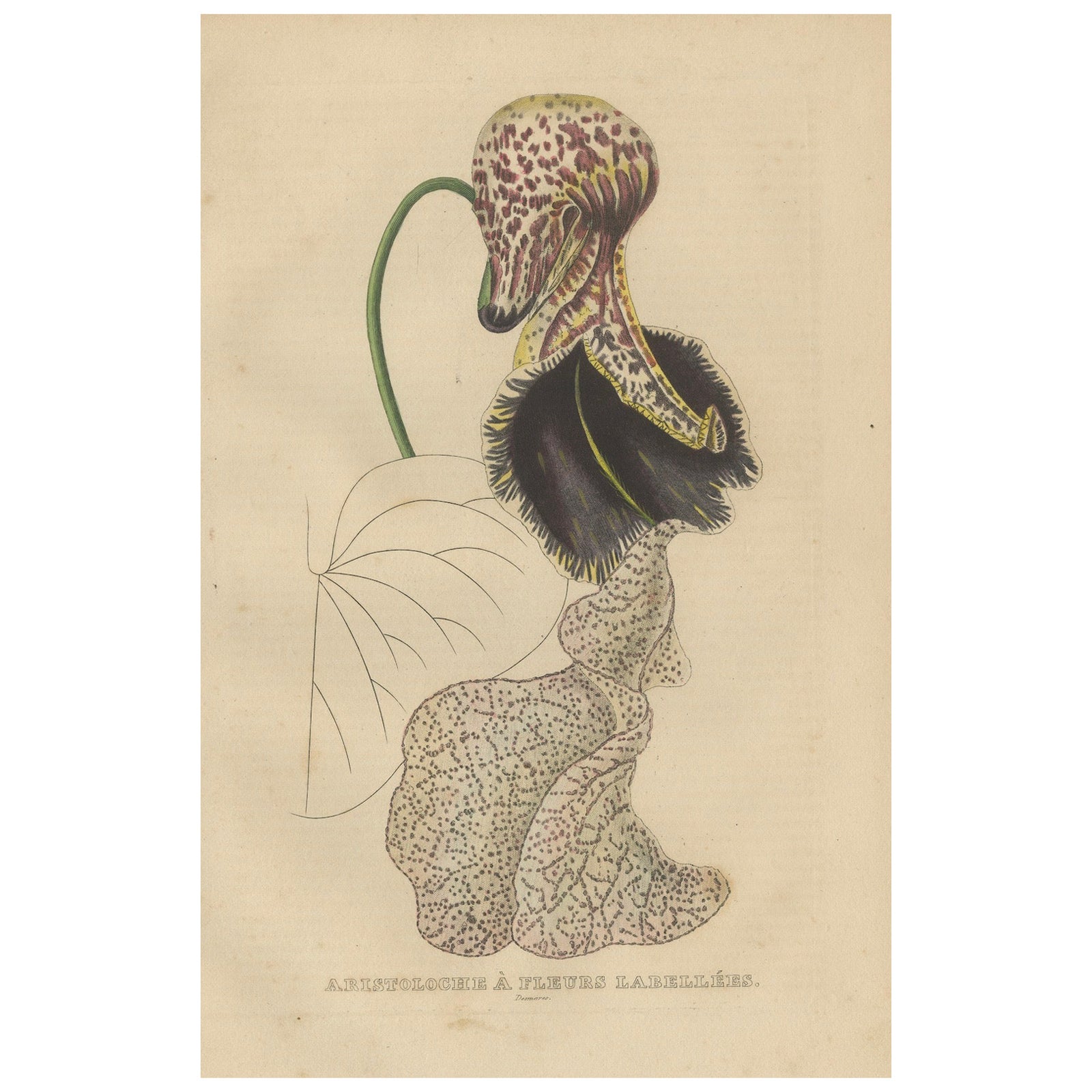 Antique Botanical Print of Aristolochia à Fleurs Labellées, 19th Century