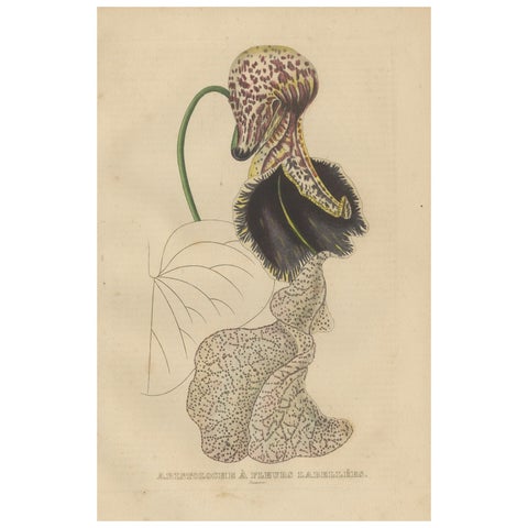 Antique Botanical Print of Aristolochia à Fleurs Labellées, 19th Century