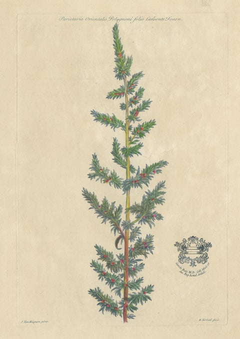 Antique Botany Print of a Parietaria Species by Martyn 'circa 1730', view 4