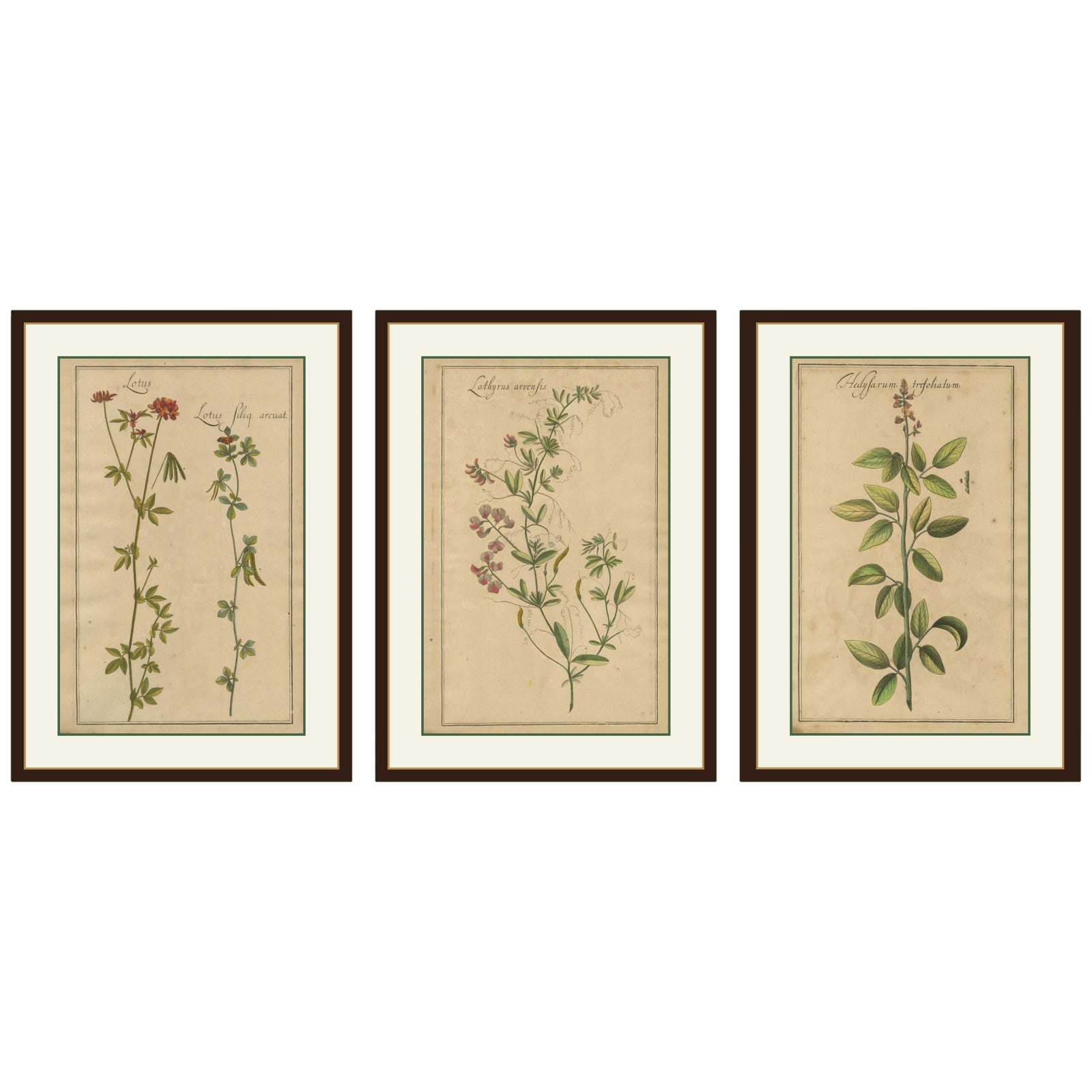 Rare Set of Botanical Engravings, Lotus, Lathyrus & Hedysarum, ca.1690