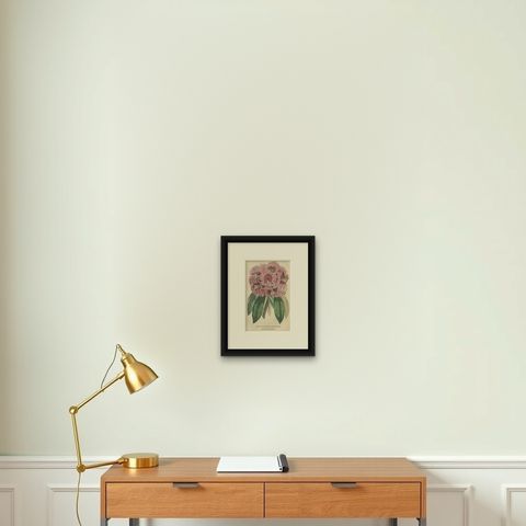 Tree Rhododendron: An Original Hand-Colored Engraving from 1845, shown framed on a wall, true to size