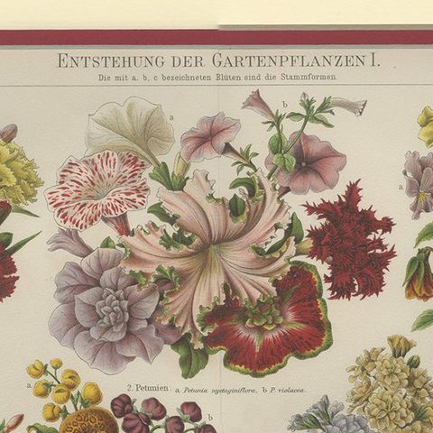 Antique Print of Various Flowers by Meyer 'c.1895', close-up 1