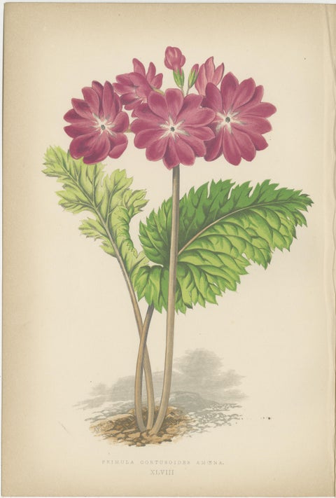 Alpine Botanical Lithograph Quartet: Micomeria, Edelweiss, Primula, and Arabis, view 4