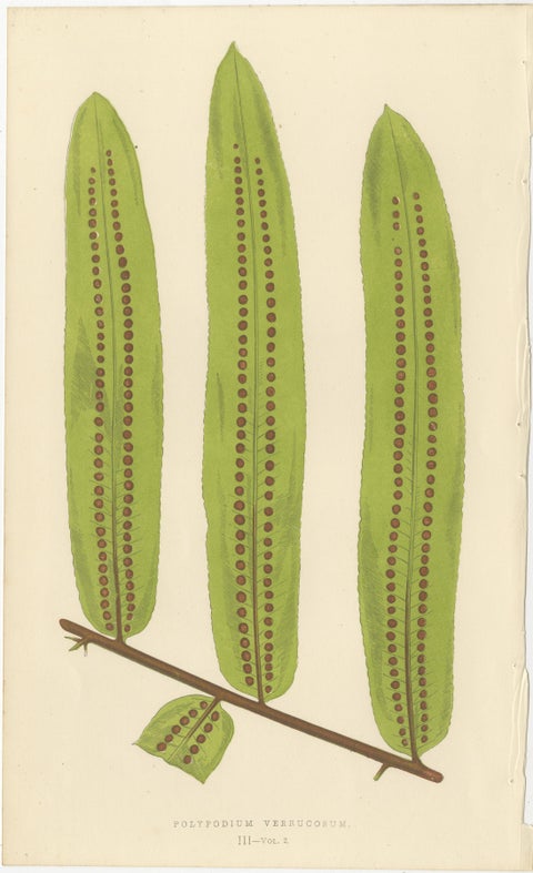 Antique Botanical Fern Lithographs by E.J. Lowe, Set of 6, Published in 1856, view 4