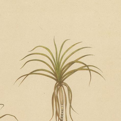 Antique Sugarcane Botanical Chromolithograph, Teboe Cheribon, Java 1892, close-up 5