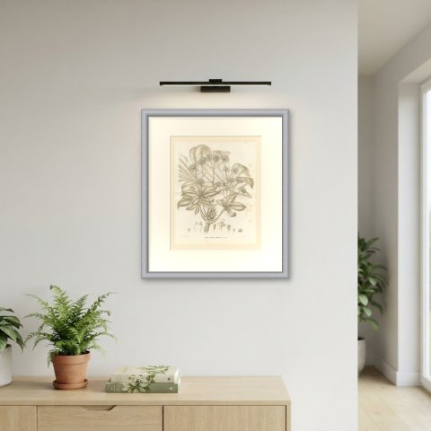 Fatsia Japonica, Aralia Japonica Flowering Branch Lithograph, 1858, shown framed on a wall, true to size