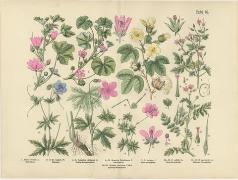 German Wildflower Botanical Plates, Chromolithographs, Stuttgart circa 1890, view 5