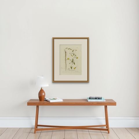 Vintage Scammony Vine Engraving, Icones Plantarum Medicinalium, 1788, shown framed on a wall, true to size