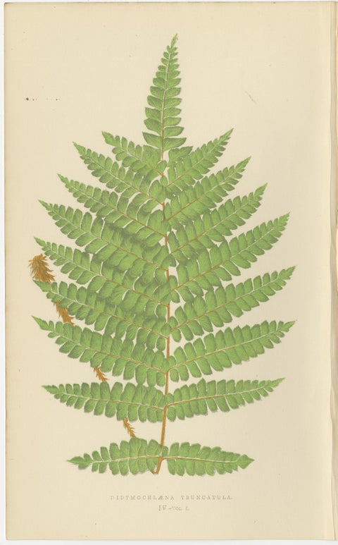 Antique Hand-Colored Fern Prints, Didymochlaena, Aspidium, 19th Century, view 8