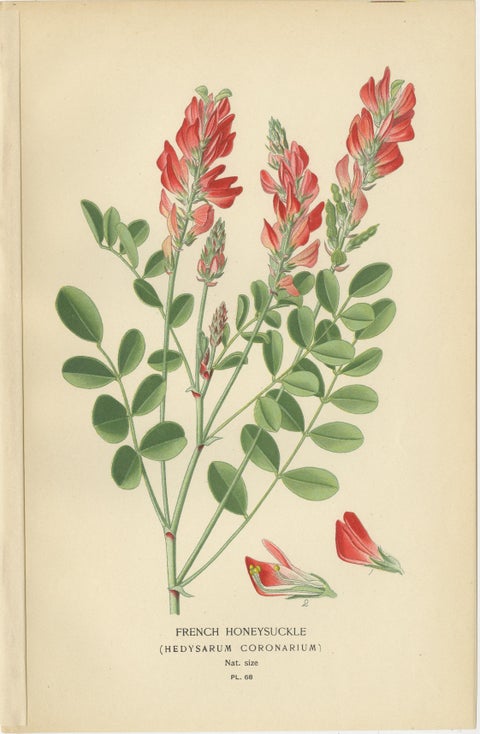 Garden Elegance: A Triptych of 19th Century Botanical Illustrations, 1896, view 4