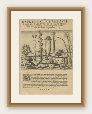 Botanical Illustration of Saint Lawrence's (Madagascar) Seeds and Plants, 1601, shown framed