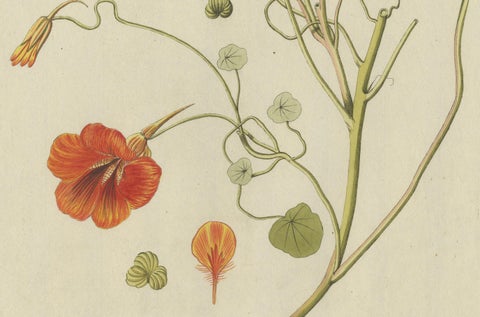 Vibrant Indian Cress Engraving, Icones Plantarum Medicinalium, 1788, close-up 3