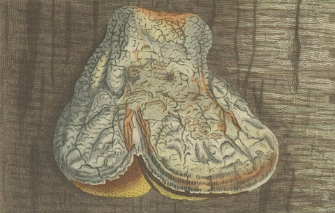 1805 Hand-Colored Engraving of Fungi Specimens from Bertuch’s Work, close-up 3