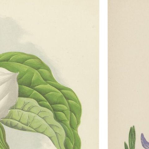 Alpine Botanical Lithograph Pair of Vinca and Trillium, 1874, close-up 3