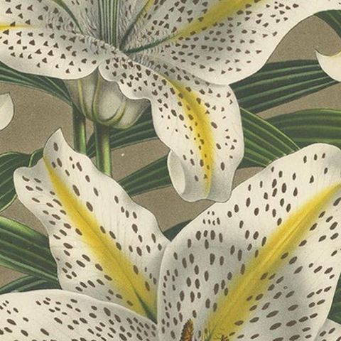 Antique Botany Print of the Lilium Auratum by Van Houtte, 'circa 1862', close-up 1