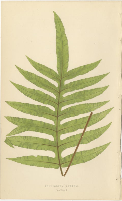 Antique Botanical Fern Lithographs by E.J. Lowe, Set of 6, Published in 1856, view 6