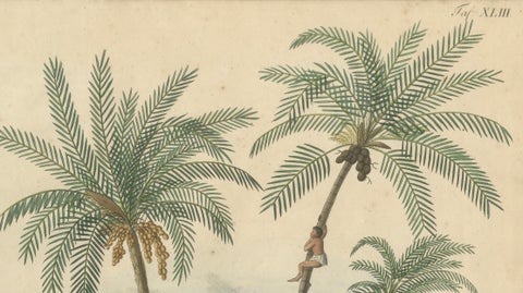 Antique Date Palm & Coconut Botanical Scene, Phoenix & Cocos, c.1831, close-up 2