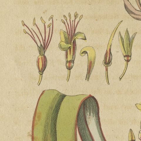 New Zealand Flax with Flower Details, Antique Bertuch Print, circa 1815, close-up 5