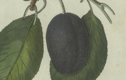 Botanical Study of Plum and Cherry Blossoms and Fruits, Hand-Coloured in 1805, close-up 3