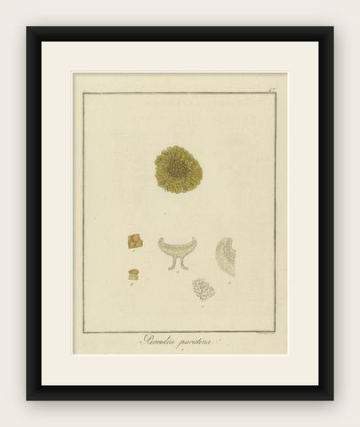 Engraving of Common Orange Lichen, Parmelia parietina, Published in 1819, shown framed