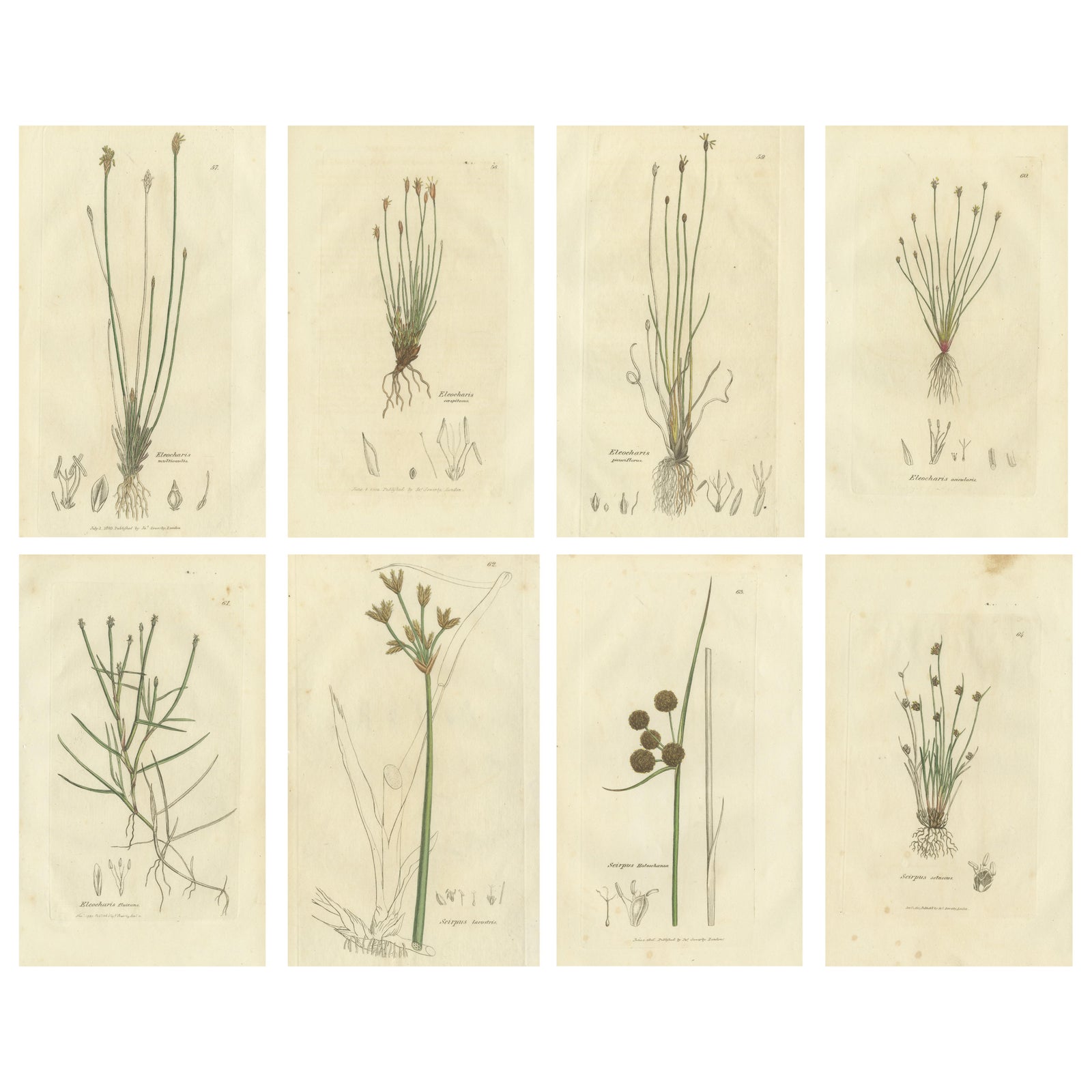 Set of 8 Antique Botanical Engravings of Spike-Rush and Bulrush Species, c.1830
