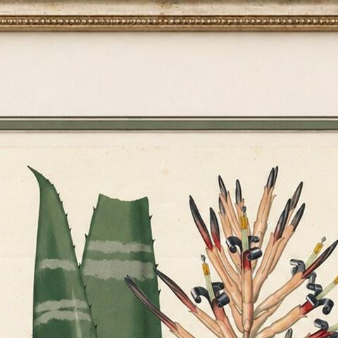 Antique Botanical Lithograph, Rohan’s Billbergia, de Vriese, 1856, close-up 6