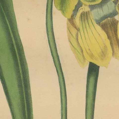 Antique Botanical Print of the Sarracenia Flava or Yellow Pitcherplant, close-up 2