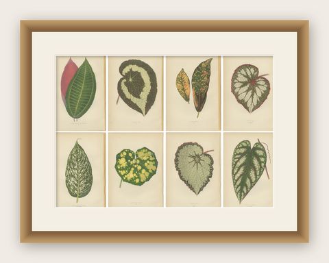 Set of 8 Botany Prints, Begonia Rex, Cissus Discolor '1891', shown framed