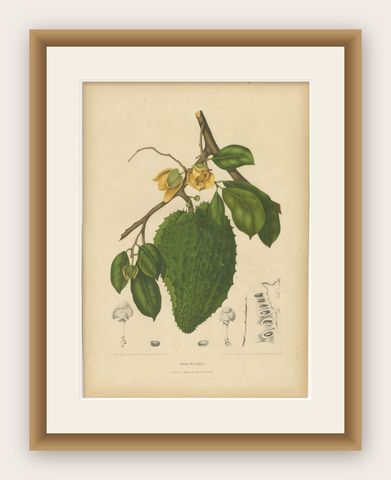 Antique Soursop Botanical Chromolithograph by Hoola van Nooten, c. 1880, shown framed
