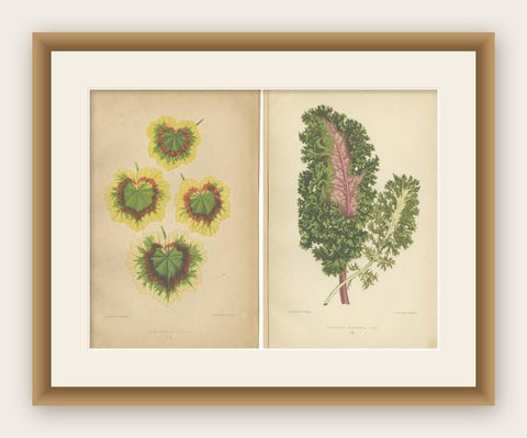 Contrasts in Nature: Pelargonium and Brassica, Botanical Art from 1880, shown framed