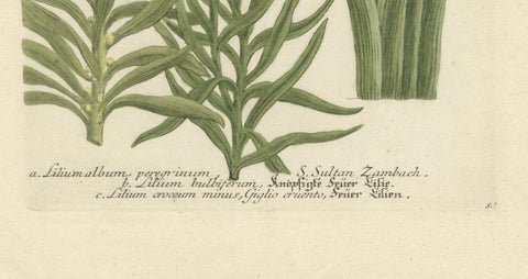 Botanical Elegance: Antique Engravings from Johann Weinmann's Masterpiece, 1748, close-up 1