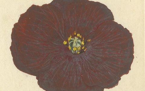 Antique Botanical Engraving of Apple Blossom and Mallow, 1803 Floral Print, close-up 1