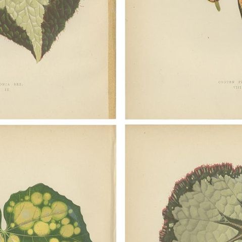 Set of 8 Botany Prints, Begonia Rex, Cissus Discolor '1891', close-up 2