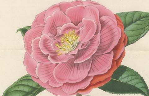 Double Flowering Camellia: Hand-Colored Lithograph from Louis van Houtte, 1855, close-up 2