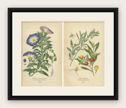 1897 Botanical Prints, Dwarf Morning Glory and Star Capsicum (Jerusalem Cherry), shown framed