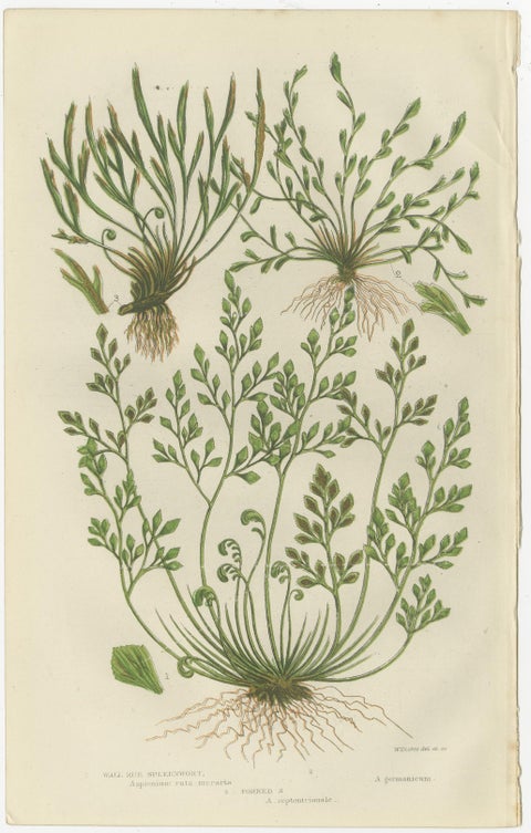 Common Club Moss, Alpine Club Moss and Fir Club Moss, Botanical Triptych, 1873, view 2