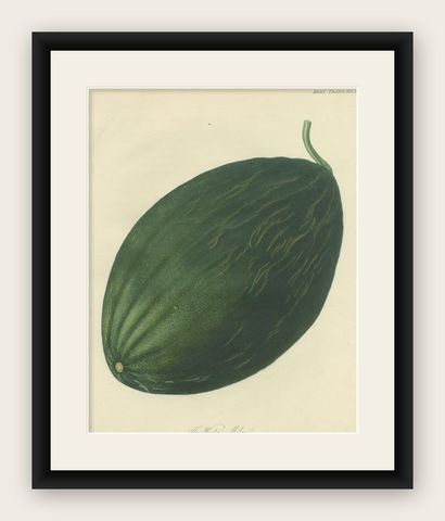 Antique Fruit Print of a Winter Melon or Ash Gourd, shown framed