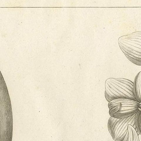 Antique Print of the Musky-Smelling Dendrobium by Symes '1800', close-up 1