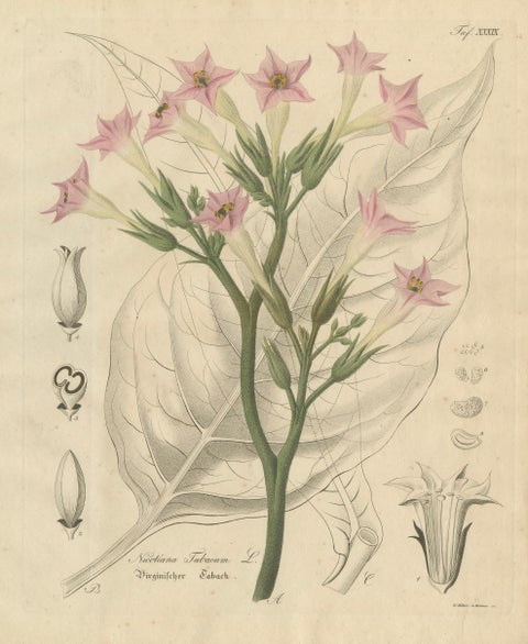 Antique Tobacco Botanical Print, Nicotiana Tabacum, c.1831, close-up 1